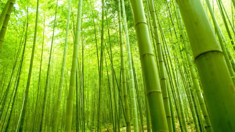 Nguồn gốc và đặc điểm của cây tre Việt Nam New Bamboo